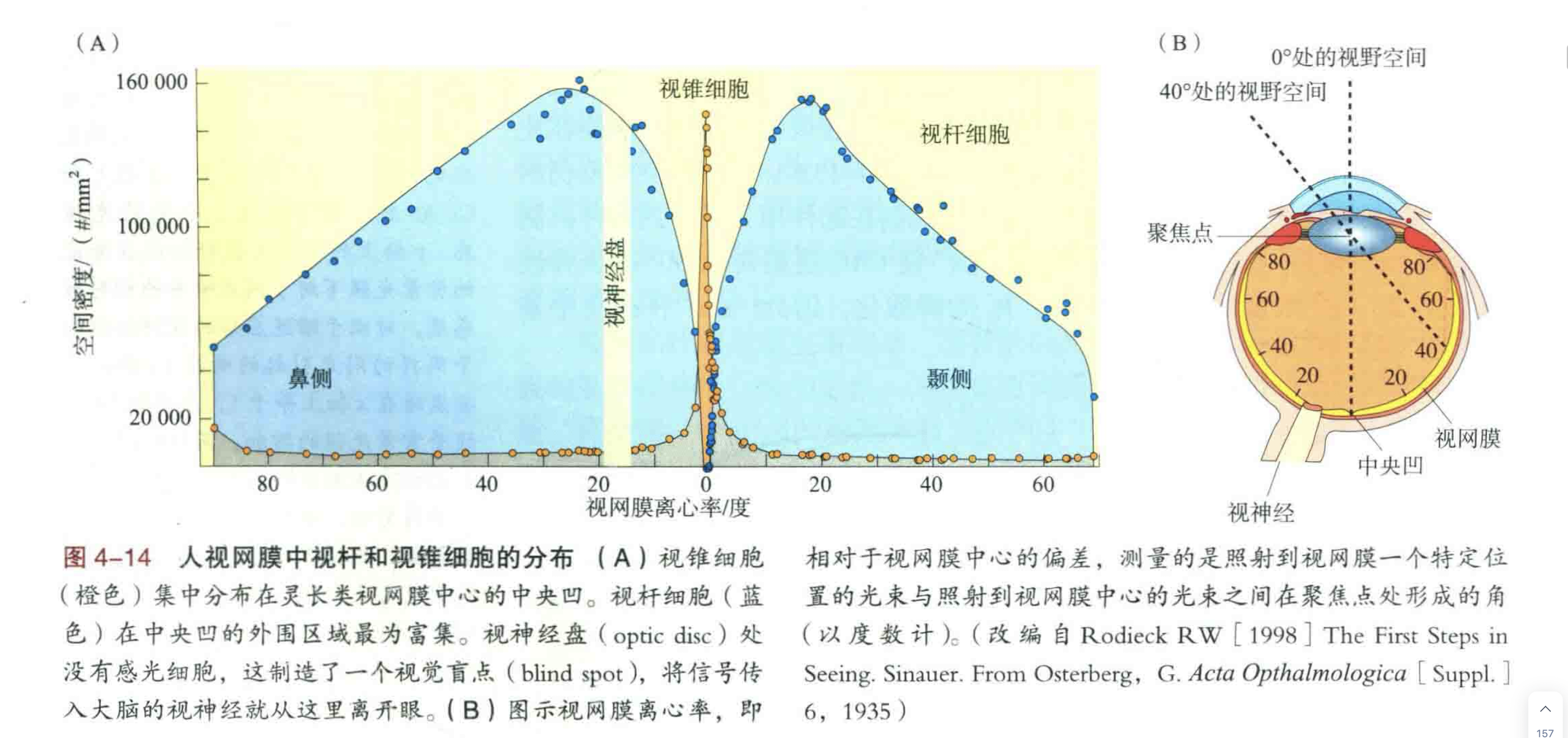 视锥和视杆的分布.png