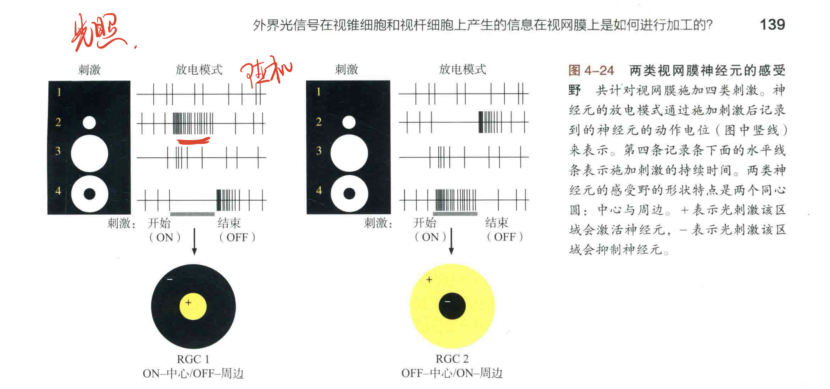 两类神经元的感受野.png