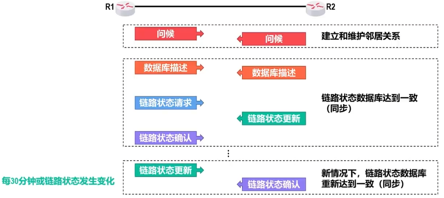 OSPF工作流